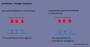 Antikörper und Antigene (schematische Darstellung)