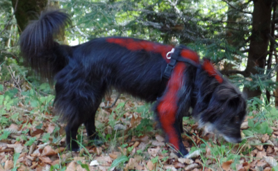 Schmerzzonen bei chronischem Schmerz