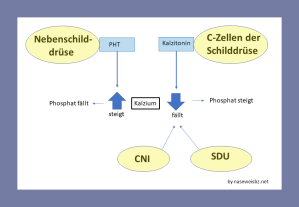 CNI und SDU wirken sich auf den Kalzium-Haushalt aus