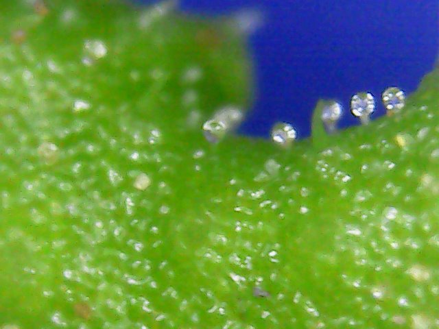 Drüsenhaare am Blattrand. Deutlich erkennbar: Haar und Drüsenkopf.