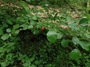 Flugfähig oder sehr kriechfreudig? Schnecken in einem Buch