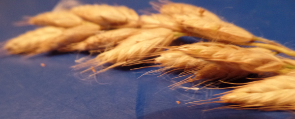 Fruchtstand Getreide mit Grannen