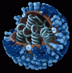 Influenzavirus