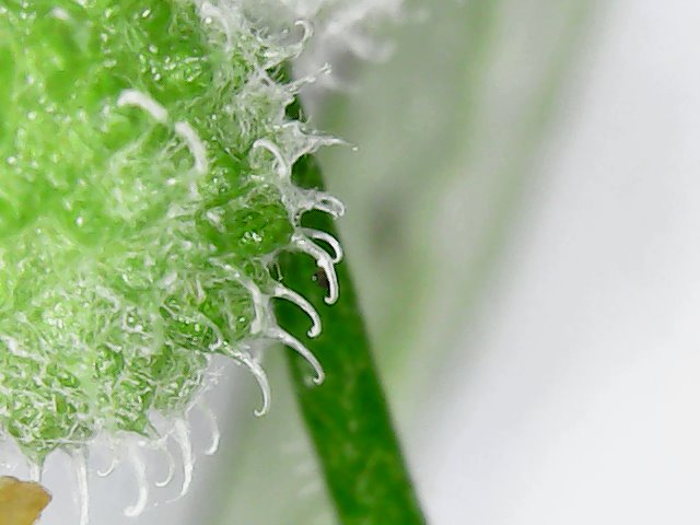 Kletten-Labkraut: Widerhaken an der Frucht