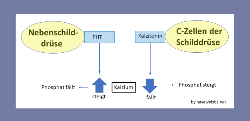 Nebenschilddrüse und C-Zellen beeinflussen den Kalzium-Haushalt