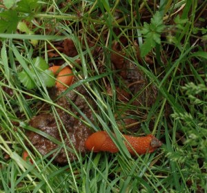 Schneckenfestmahl - Gaumenfreuden sind relativ: Schnecken fressen Kot