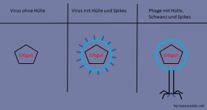 Verschiedene Virentypen: ohne und mit Hülle und mit Spikes