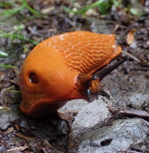 Spanische Wegschnecke (oder getarnte Rote Wegschnecke?)