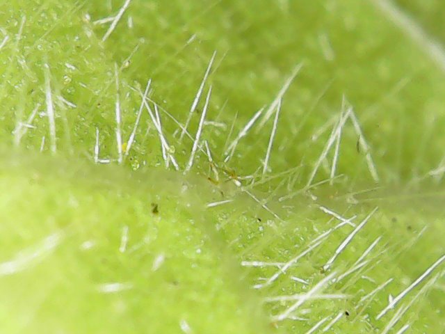 Behaartes Blatt der Zimmerlinde