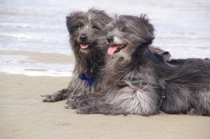 Zwei BdPs am Meer: In Meeresnähe kann Jod aus verschiedene Quellen aufgenommen werden