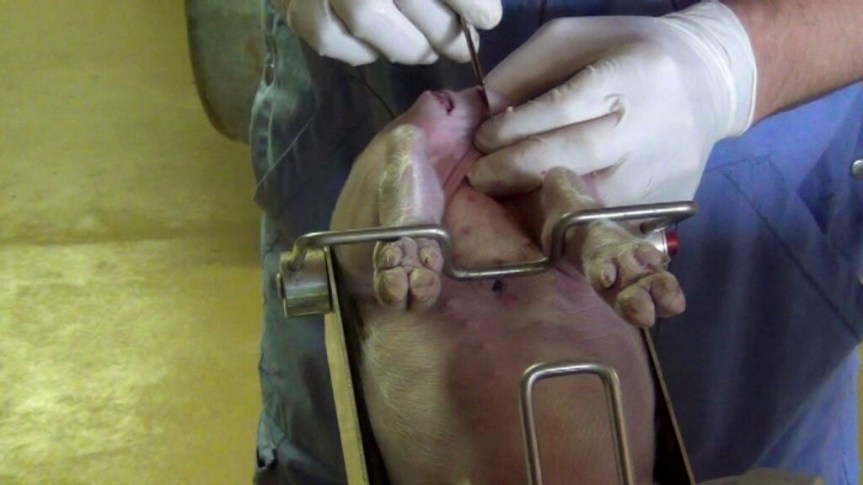 Kastration eines jungen Ebers (mit freundlicher Genehmigung: vetdocvideo/Der Hoftierarzt)