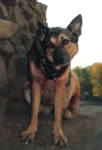 Hund mit schiefer Kopfhaltung: Verrückter Kopf oder Subklinische SDU?