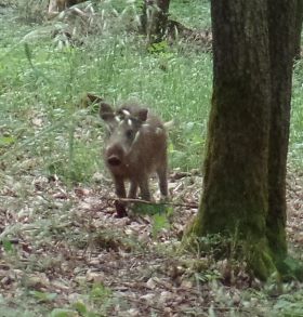 Wildschwein in freier Natur (Eifel, Mai 2019)