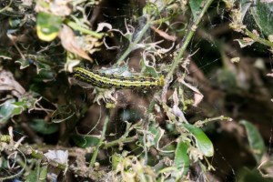 Buchsbaumzünslerraupe in einem befallenen Busch