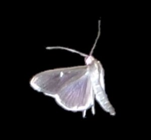 Einzelner Falter: Das Imago des Buchsbaumzünslers ist nachtaktiv