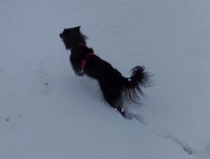 Hund im hohen Schnee: Bewegung im hohen Schnee ist auf Dauer sehr anstrengend