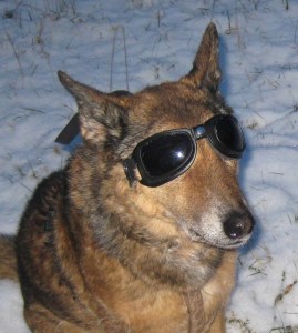 Hund mit Brille: Hundebrillen: selbst einfache Modelle schützen empfindliche Augen