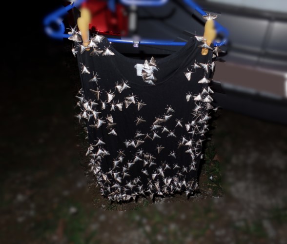 Der Buchsbaumzünsler