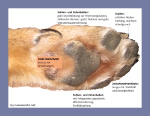 Vorderpfote: wichtige Funktionen