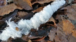 Haareis November 2020 (1)