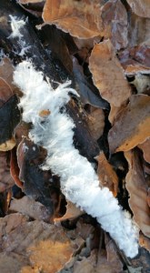 Haareis November 2020 (2)