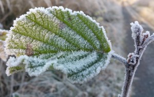 Raureif auf einem Blatt
