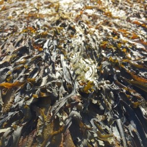 Bild Meeresalge Kelp: Kelp (eine Meeresalge) kann hohe Jodkonzentrationen aufweisen