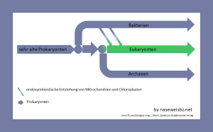 Grafik: Die 3 Domänen haben einen gemeinsamen Ursprung und sind z. T. über Querverbindungen vernetzt