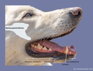Hundekopf mit eingetragenen Bezeichnungen: Lage der Backenspeicheldrüse und Bezeichnung der Zähne