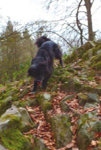 Hund im Berg