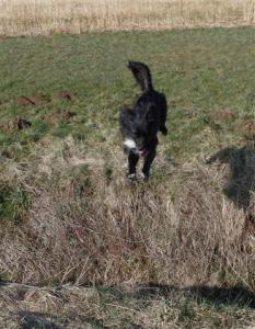Hund springt