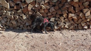 Hund der an Holz langstreift BdP mit akutem Streicheldefizit oder einfach nur bei der Fellpflege
