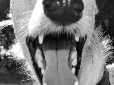 Zähneputzen: Damit er auch morgen noch kraftvoll zubeißen&nbsp;kann