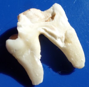 Gebrochener und gezogener Backenzahn eines Hundes, Seitenansicht