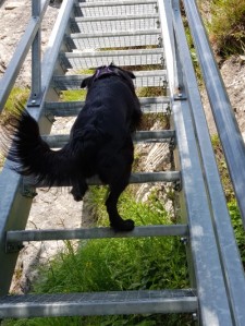 Hund steigt Gittertreppe hoch