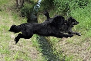 2 Hunde springen über einen Graben