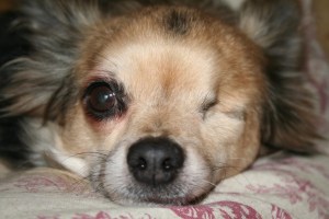 Chihuahua mit einem übergroßen Auge und einem verlorenen Auge