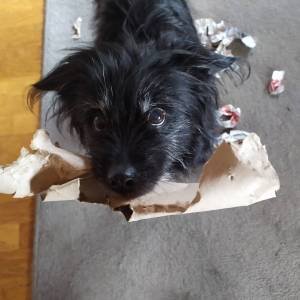 Hund hat Papier zerrissen