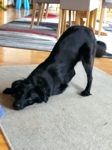 Hund in Vorderkörpertiefstellung