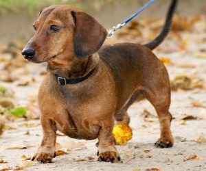 Dackel: Beine unproportioniert im Verhältnis zu Brustkorb und Rücken