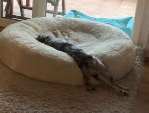 Hund schläft langausgestreckt im Körbchen