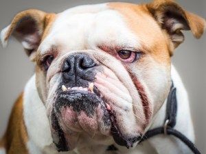 Bulldogge: Vorbiss, entzündete Augen, faltiges Gesicht, kurzschnäuzig
