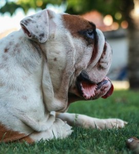 Englische Bulldogge: faltiges Gesicht, kurzschnäuzig
