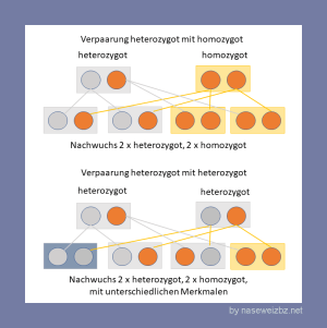 Grafik: Erbgang für Kreuzungen zwischen hetereozygoten und homozygoten Tieren