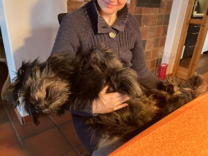 Hund schläft im Arm des Besitzers