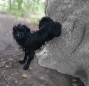 Hund geht rückwärts einen Felsen hoch