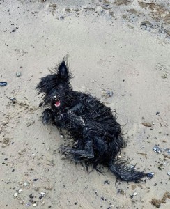 Hund wälzt sich im Sand