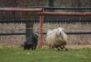 Hund beim Schafe hüten