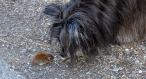 Hund und Maus