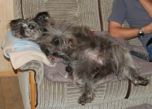 Hund sitzt auf Couch